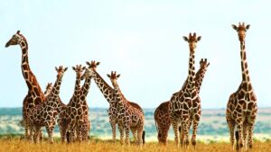 20 datos y curiosidades sobre las jirafas
