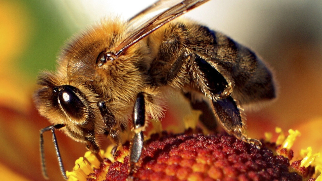 20 datos y curiosidades sobre las abejas