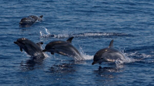 20 datos y curiosidades sobre los delfines