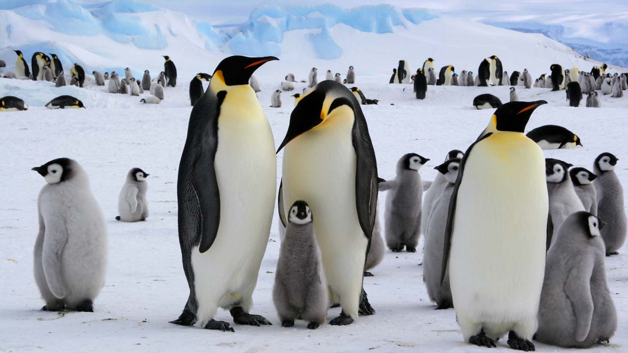 20 datos y curiosidades sobre los pingüinos