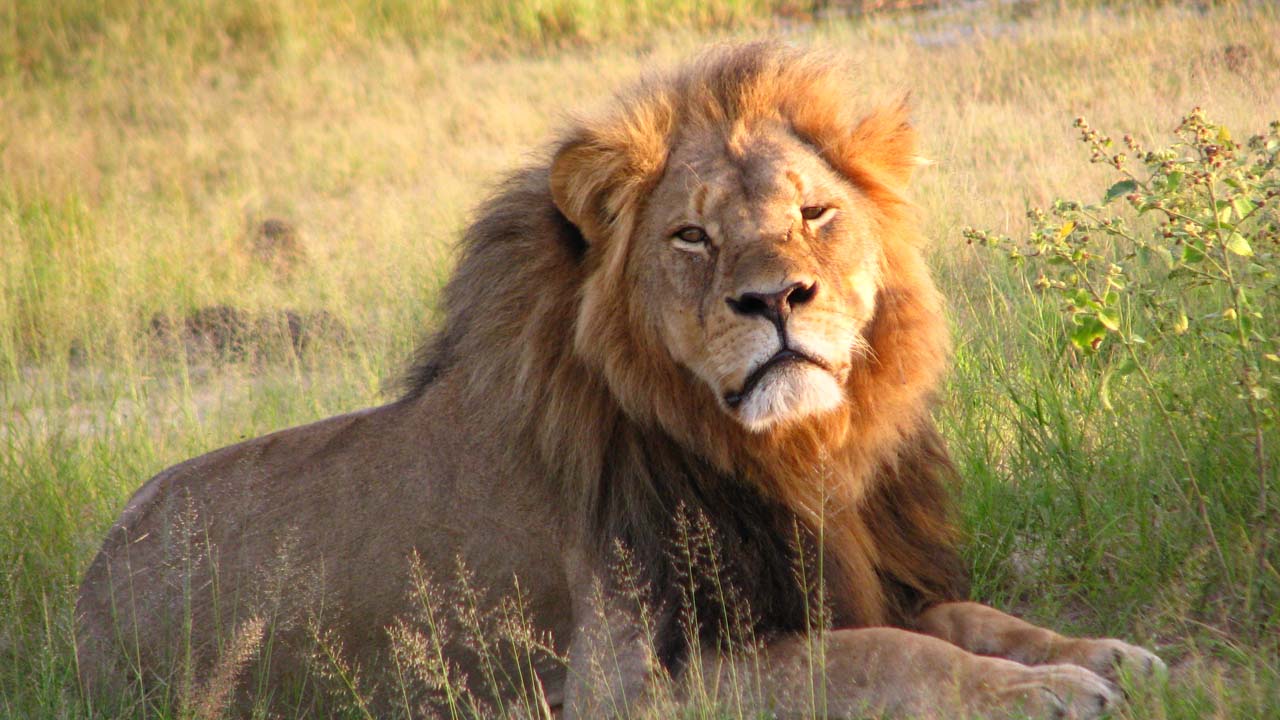 20 datos y curiosidades sobre los leones